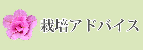 ͔|AhoCX